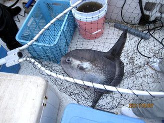 まんぼう　鮭